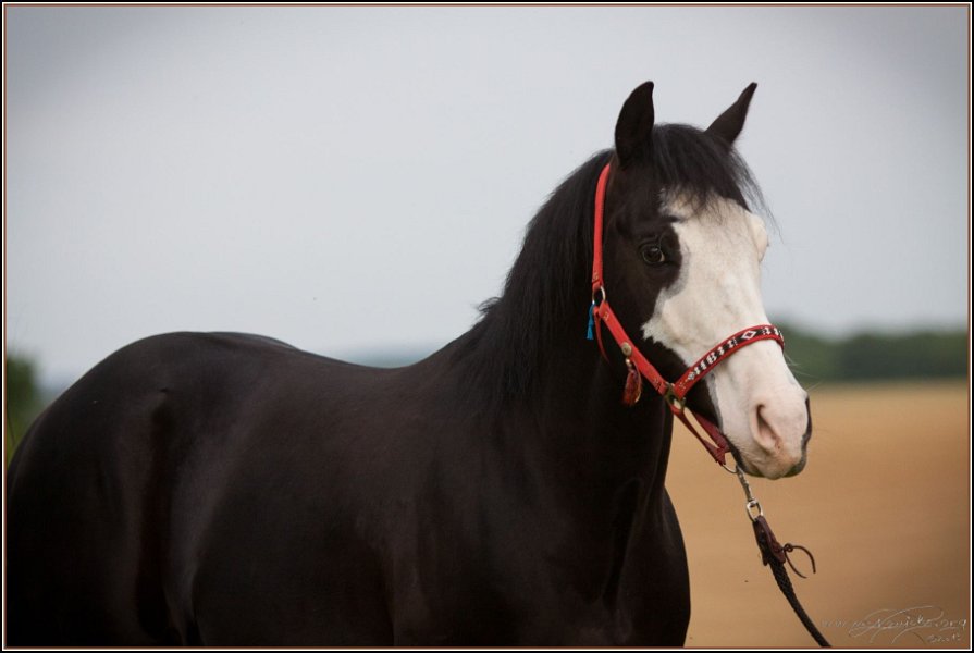 Asbach Fohlenshow 2014 116